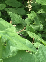 Adela septentrionella