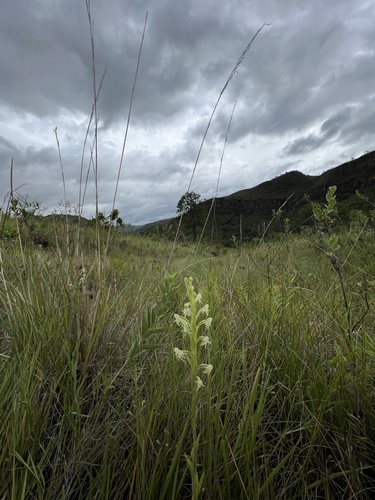Habenaria rodeiensis