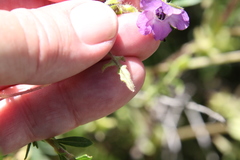 Pholistoma auritum auritum