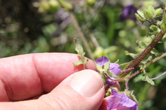 Pholistoma auritum auritum