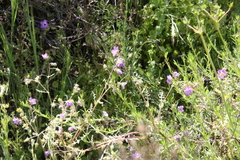 Pholistoma auritum auritum