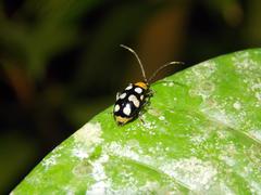 Diabrotica panamensis