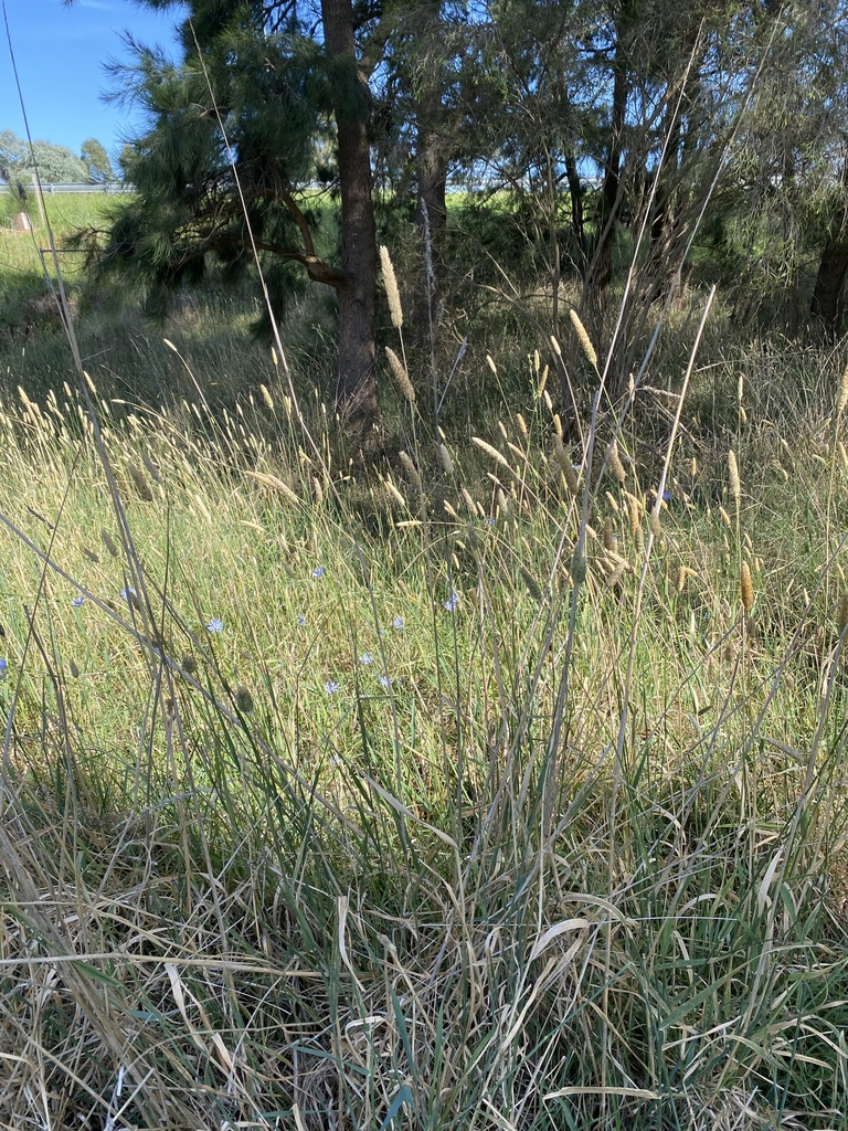 harding grass from Gundaroo Dr, Lawson, ACT, AU on December 28, 2023 at ...