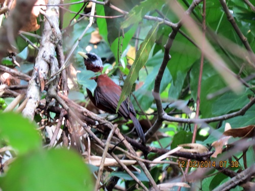 iNaturalist image