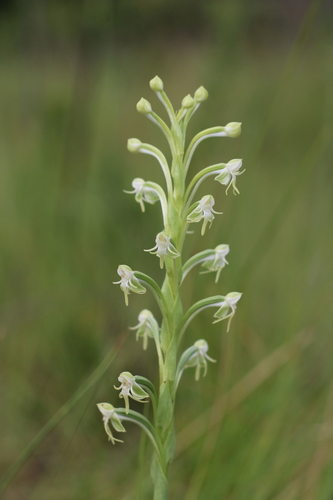 Habenaria rodeiensis