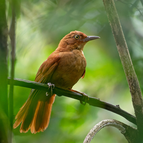 Henna-capped Foliage-gleaner (Clibanornis rectirostris)