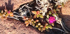 Delosperma repens