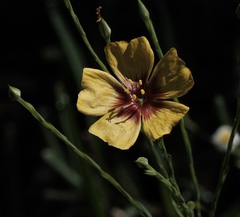 Linum berlandieri