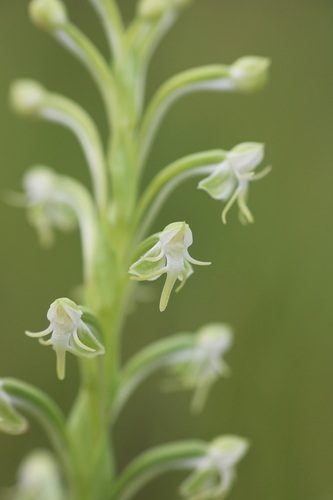 Habenaria rodeiensis