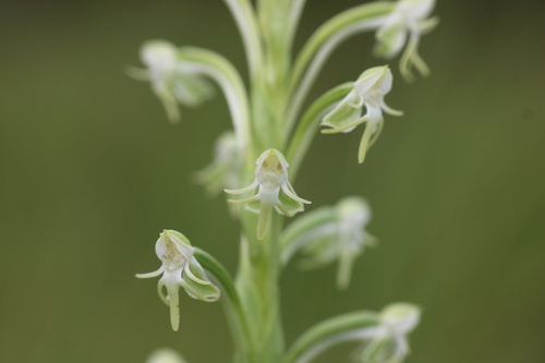 Habenaria rodeiensis