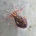 Dicyrtomina minuta saundersi - Photo (c) Liam Ragan, vissa rättigheter förbehållna (CC BY-NC), uppladdad av Liam Ragan