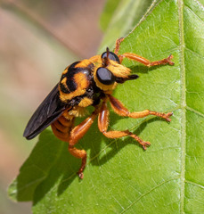 Laphria saffrana