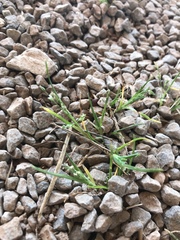 Anthosachne kingiana multiflora