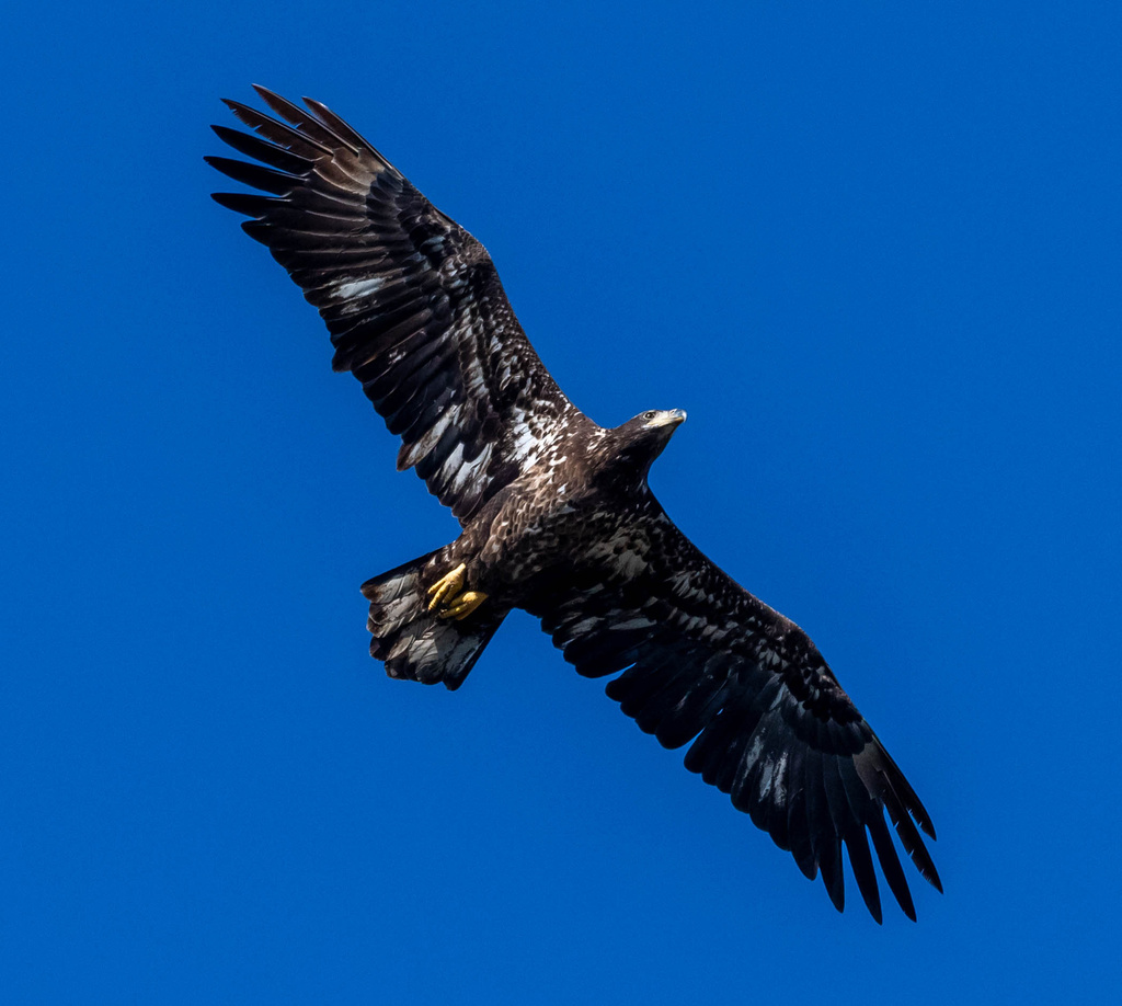 Bald Eagle In January 2024 By Chris INaturalist   Large 