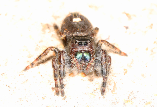 Bold Jumping Spider photographed in Virginia