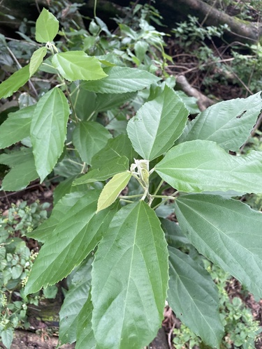 Mallotus philippensis observed 2024-01-04
