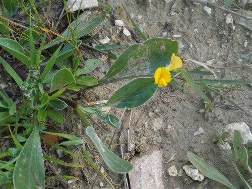 Caterpillar-plant