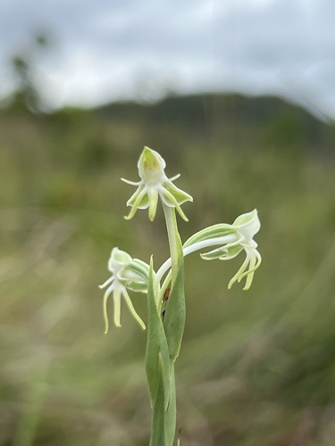 Habenaria rodeiensis