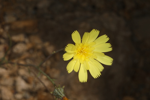 Image of Calycoseris parryi by (c) Steve Matson, some rights reserved (CC BY)