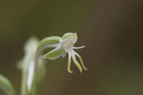 Habenaria rodeiensis