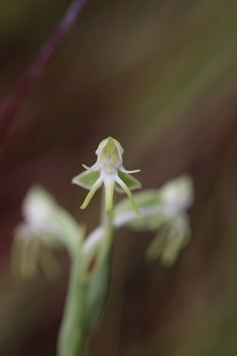Habenaria rodeiensis