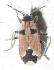 Melanotelus villosulus