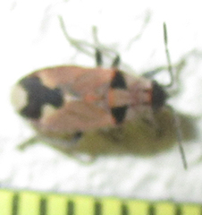 Melanotelus villosulus