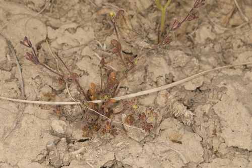 Image of Phacelia inyoensis by (c) Steve Matson, some rights reserved (CC BY)