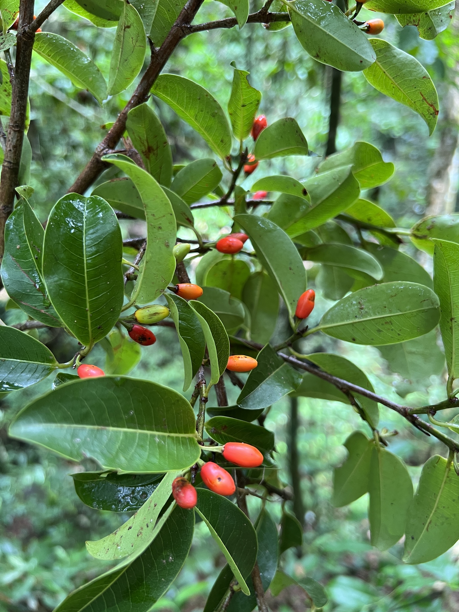 Imagem de Coca