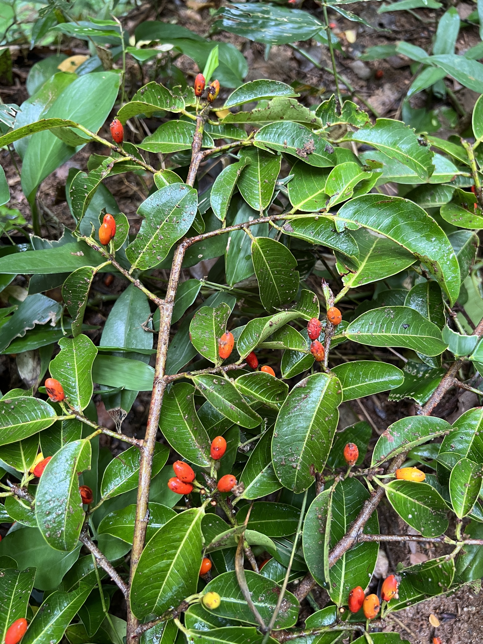 Imagem de Coca