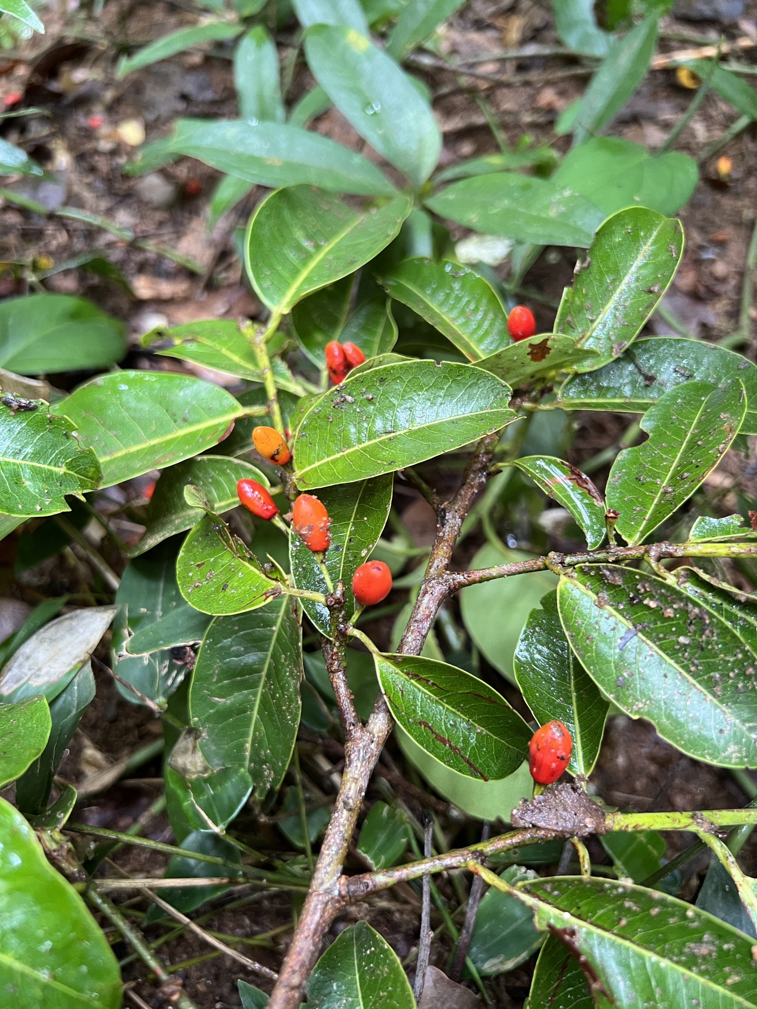Imagem de Coca