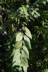 Siparuna gesnerioides