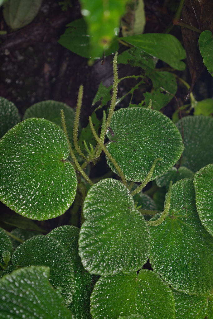 Tanaman Radiator radiator plants from Metropolitan District of Quito, Ecuador on January ...