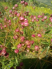 Prangos ferulacea
