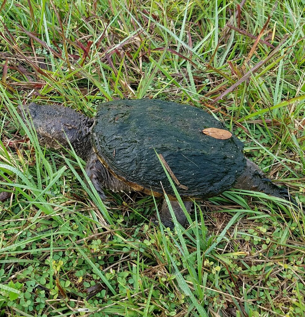 Common Snapping Turtle from Miami-Dade County, FL, USA on January 4 ...