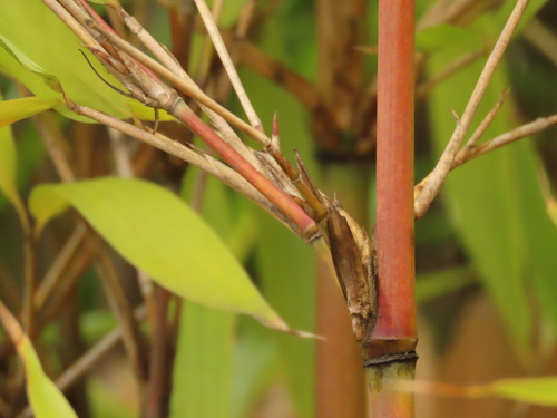 Semiarundinaria fastuosa iNat (2)