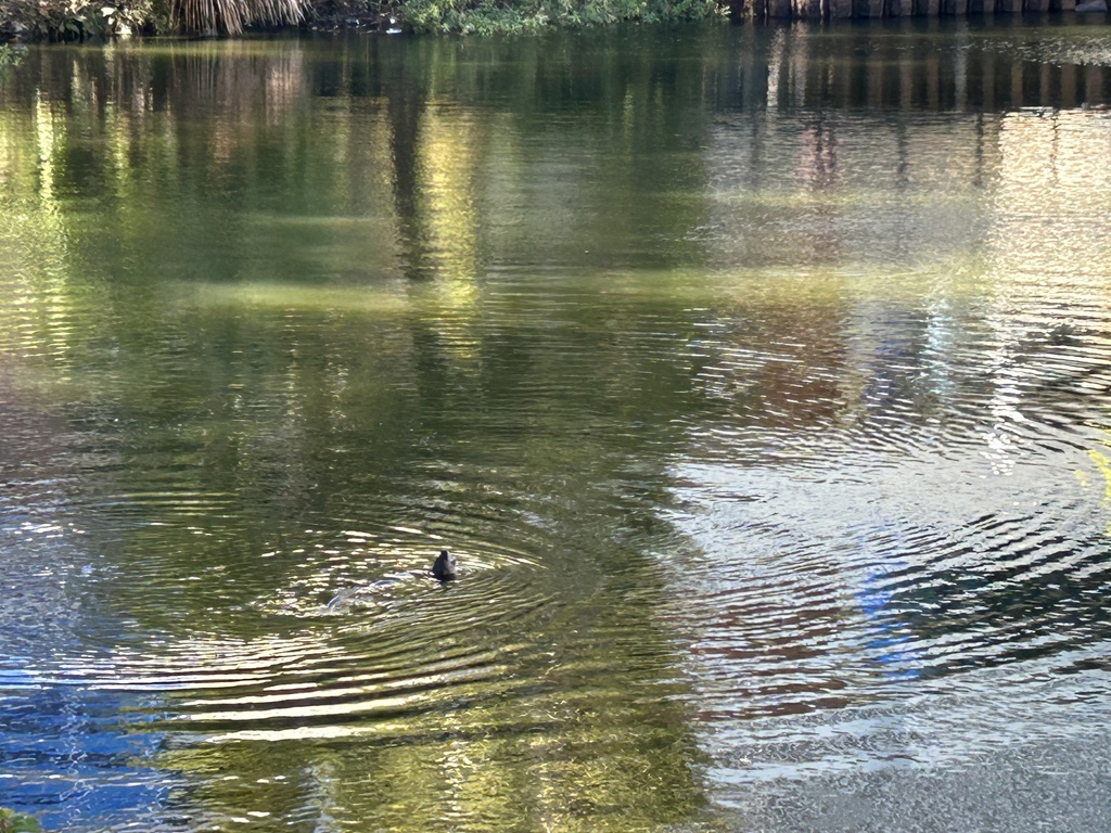 North American River Otter From Liberty Pond Gainesville FL US On   Large 