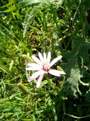 Pseudopodospermum papposum