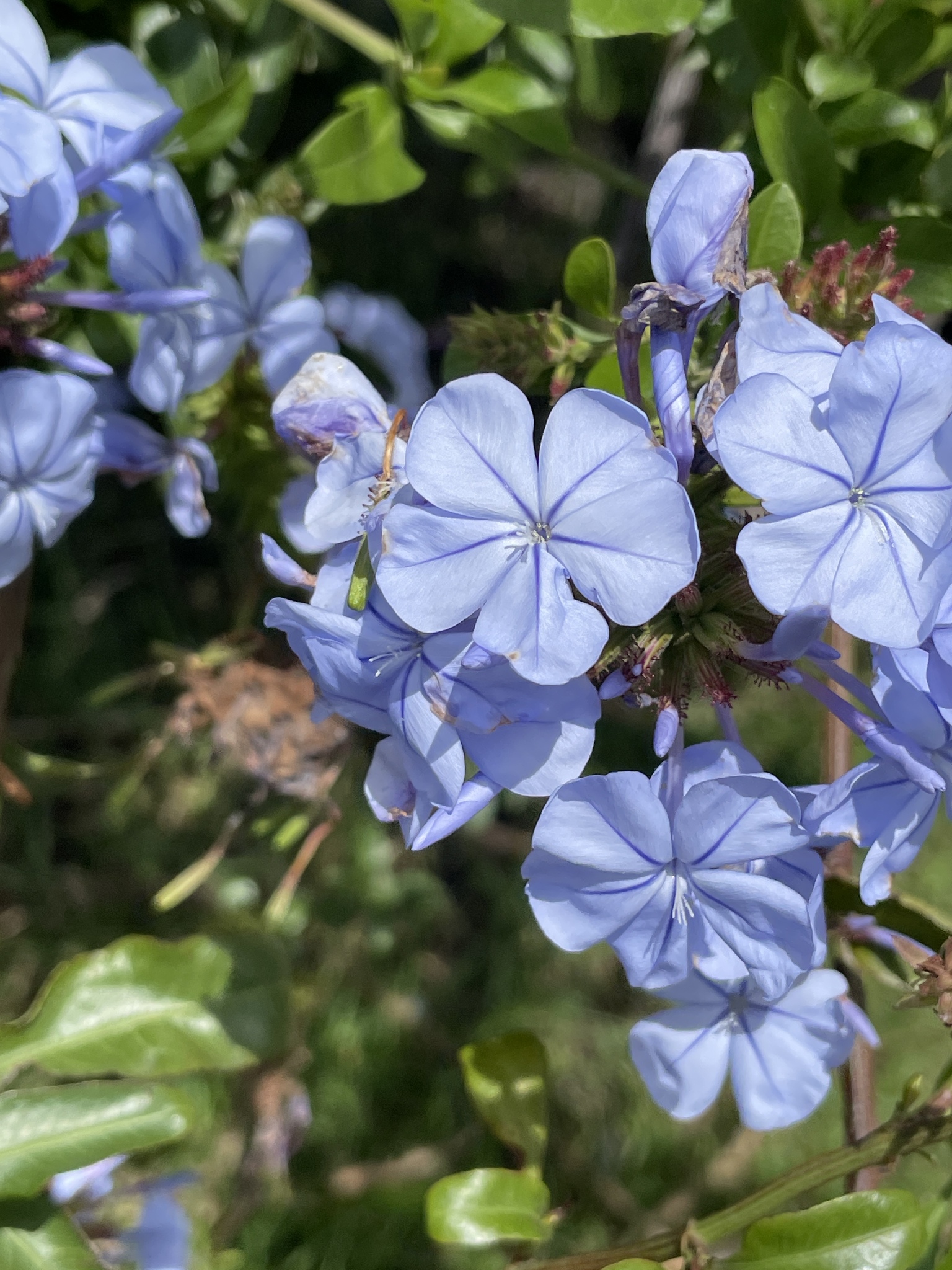 Imagem de Jasmim-azul