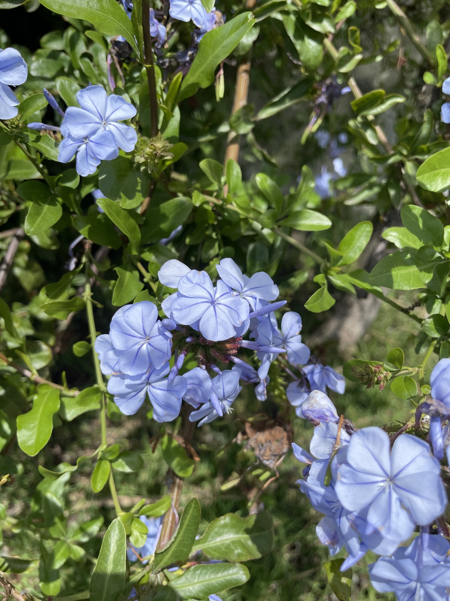 Imagem de Jasmim-azul