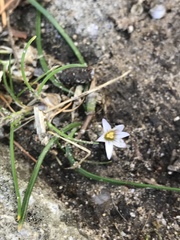 Romulea columnae