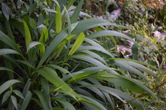 Setaria palmifolia