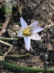 Romulea columnae