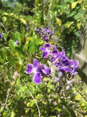Duranta erecta