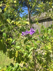 Duranta erecta