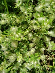 Trifolium pilulare