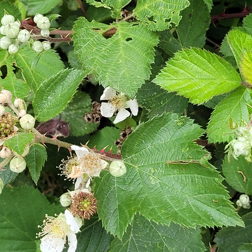 Image of Rubus cardiophyllus by (c) Julia Palmer, some rights reserved (CC BY-SA)
