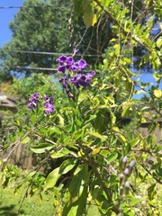 Duranta erecta