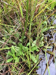 Erigeron vernus