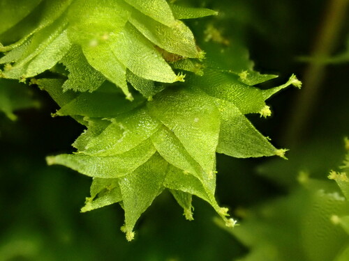 Hookeria acutifolia